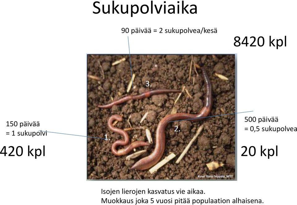 0,5 sukupolvea 20 kpl Isojen lierojen kasvatus vie