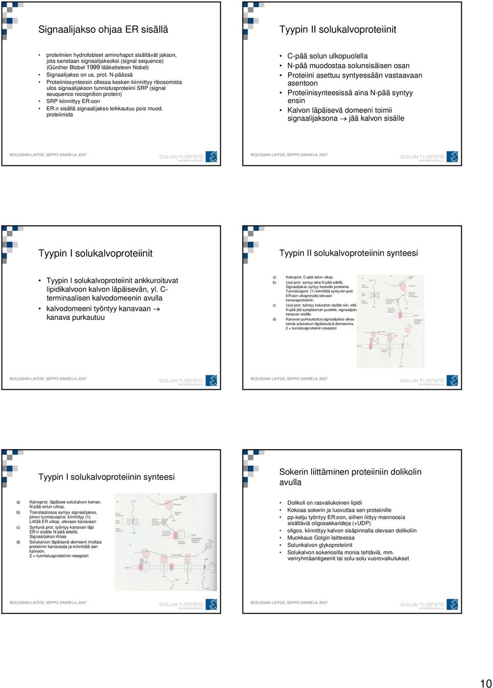 N-päässä Proteiinissynteesin ollessa kesken kiinnittyy ribosomista ulos signaalijakson tunnistusproteiini SRP (signal seuquence recognition protein) SRP kiinnittyy ER:oon ER:n sisällä signaalijakso