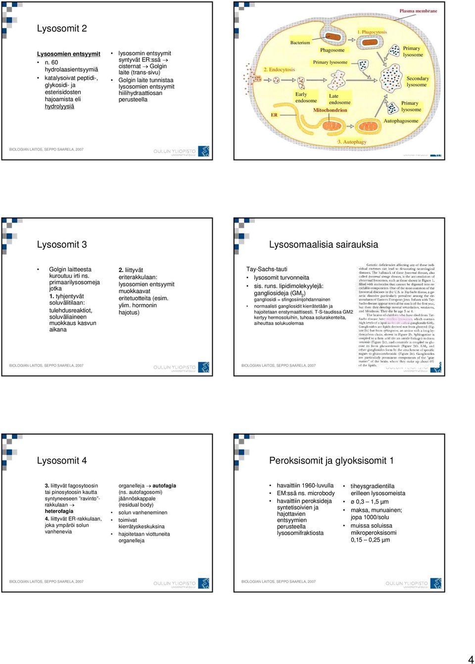 lysosomien entsyymit hiilihydraattiosan perusteella 2.