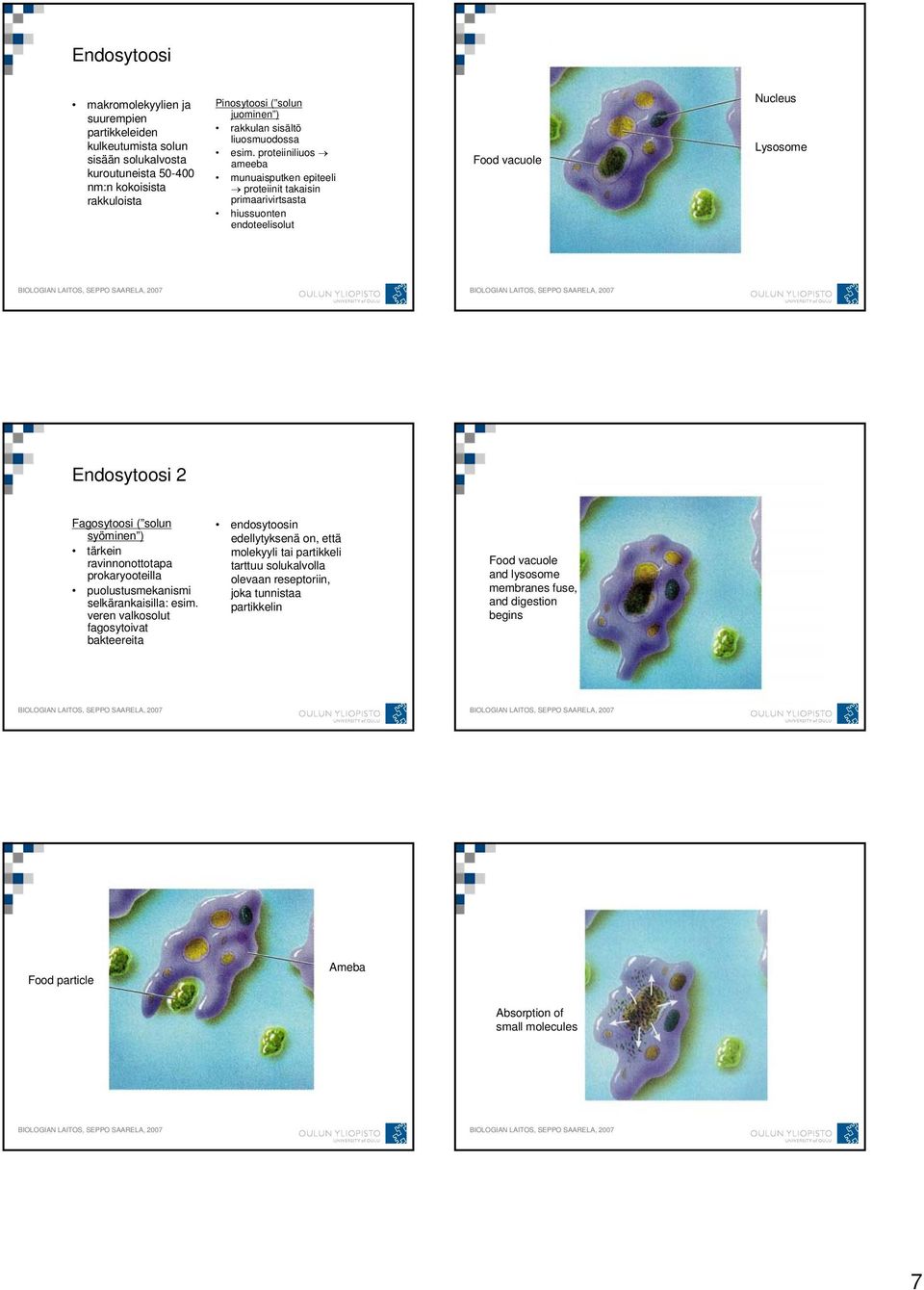 proteiiniliuos ameeba munuaisputken epiteeli proteiinit takaisin primaarivirtsasta hiussuonten endoteelisolut Food vacuole Nucleus Lysosome Endosytoosi 2 Fagosytoosi ( solun syöminen ) tärkein