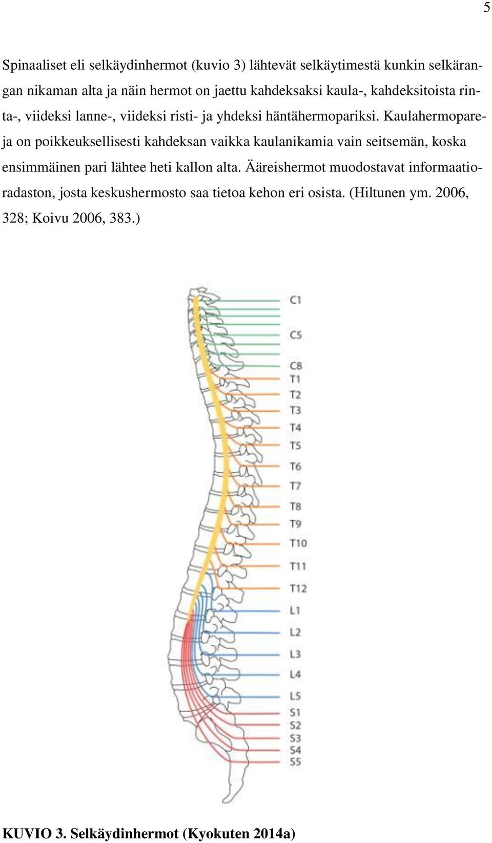 Kaulahermopareja on poikkeuksellisesti kahdeksan vaikka kaulanikamia vain seitsemän, koska ensimmäinen pari lähtee heti kallon alta.