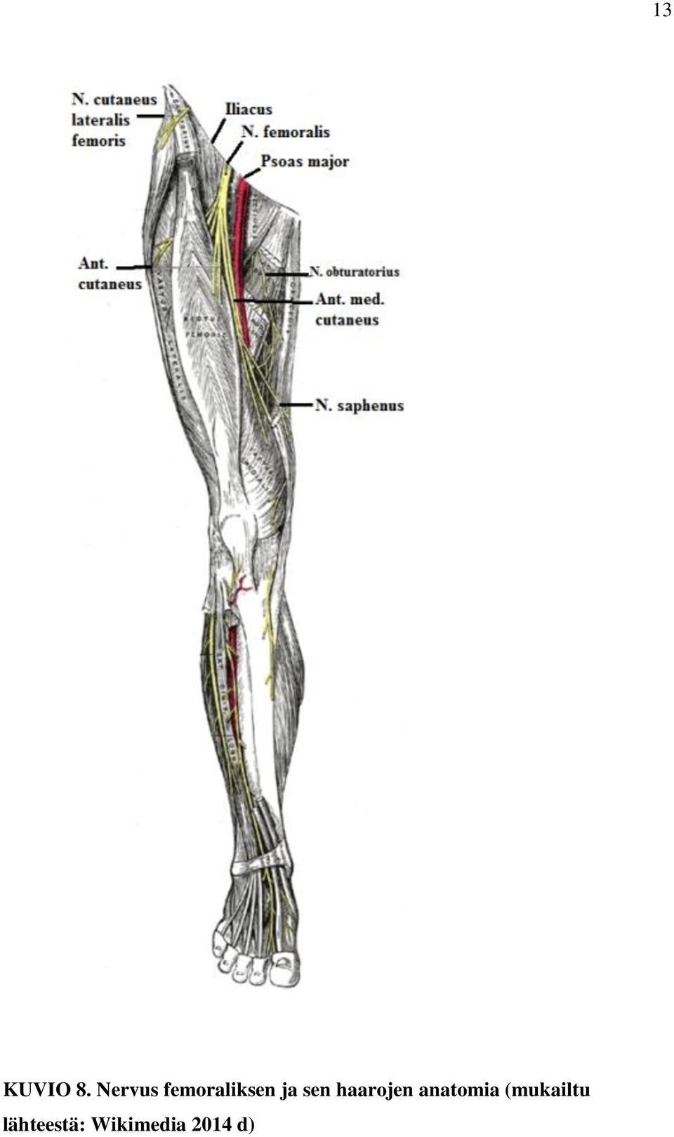 sen haarojen anatomia