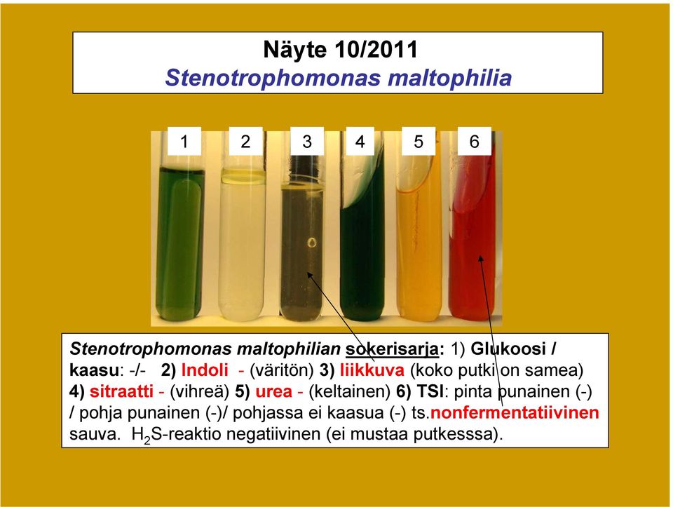 4) sitraatti - (vihreä) 5) urea - (keltainen) 6) TSI: pinta punainen (-) / pohja punainen