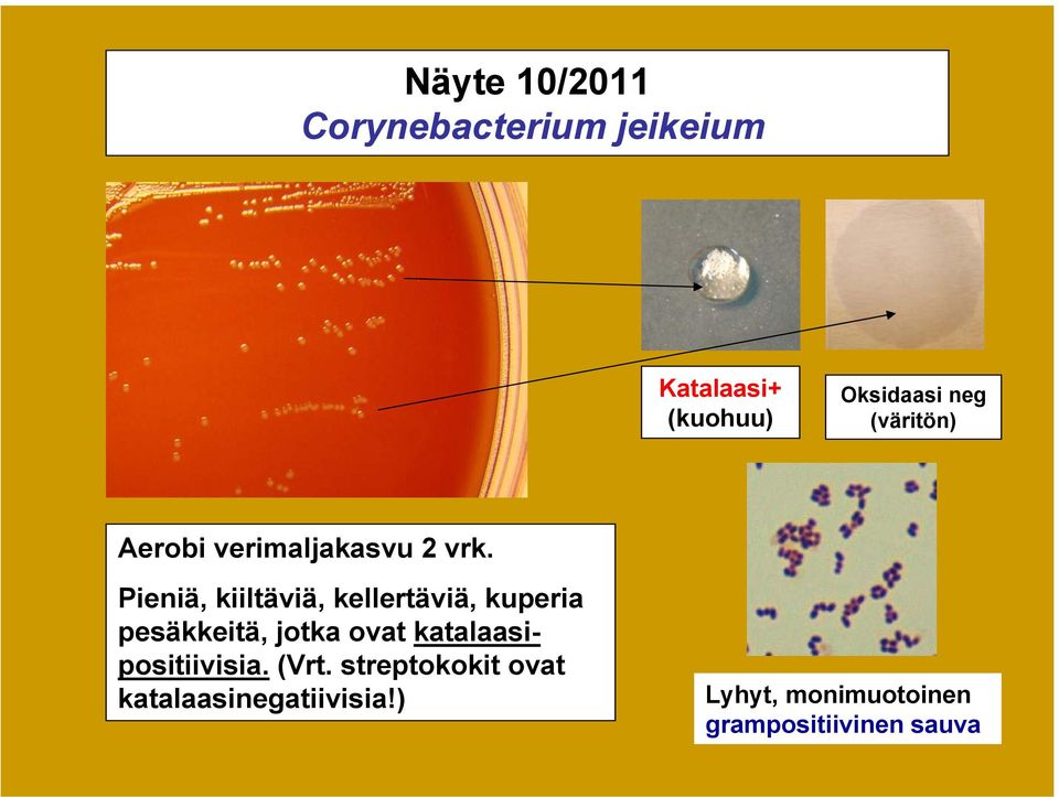 Pieniä, kiiltäviä, kellertäviä, kuperia pesäkkeitä, jotka ovat