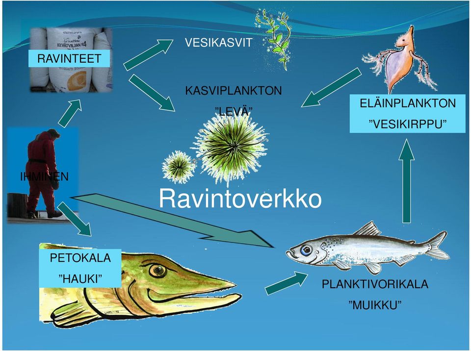ELÄINPLANKTON VESIKIRPPU