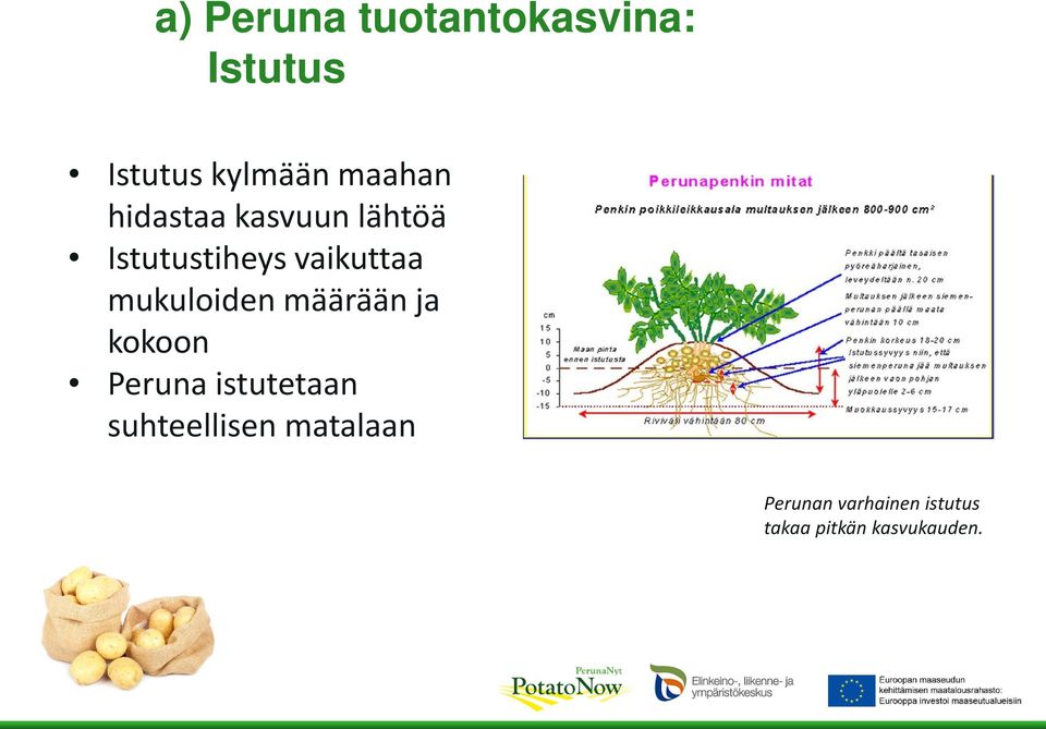 mukuloiden määrään ja kokoon Peruna istutetaan