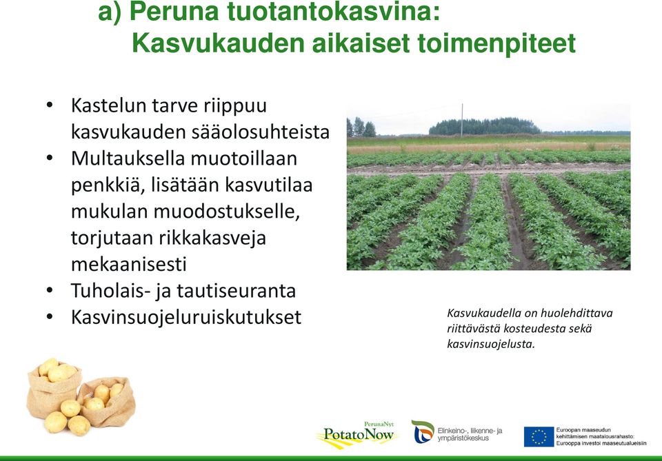 mukulan muodostukselle, torjutaan rikkakasveja mekaanisesti Tuholais- ja tautiseuranta