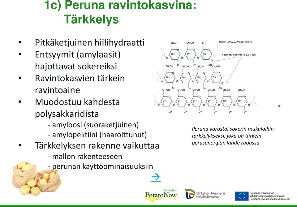 (suoraketjuinen) - amylopektiini (haaroittunut) Tärkkelyksen rakenne vaikuttaa - mallon rakenteeseen -