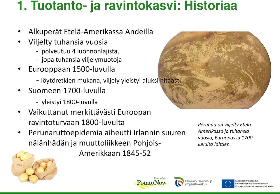 yleistyi 1800-luvulla Vaikuttanut merkittävästi Euroopan ravintoturvaan 1800-luvulta Perunaruttoepidemia aiheutti Irlannin suuren