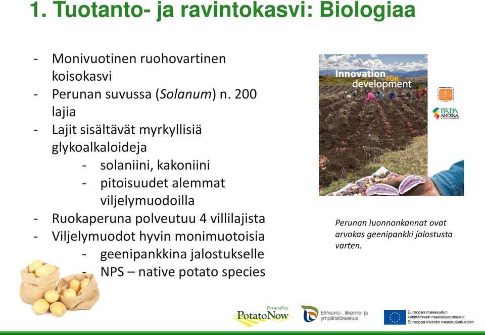 viljelymuodoilla - Ruokaperuna polveutuu 4 villilajista - Viljelymuodot hyvin monimuotoisia - geenipankkina