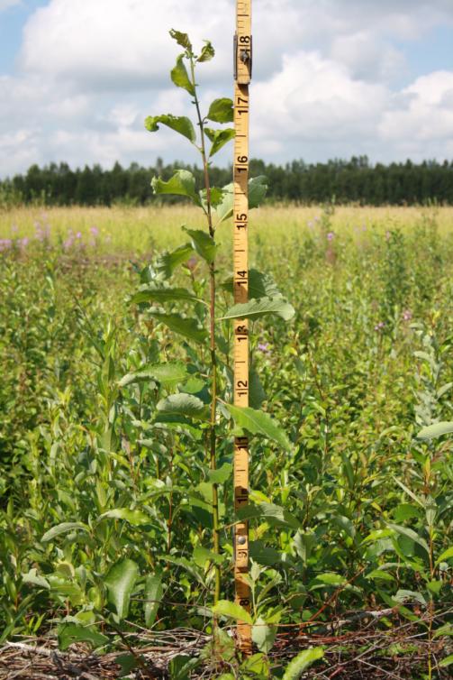 180 cm:n pituinen 1-vuotias raidan vesa