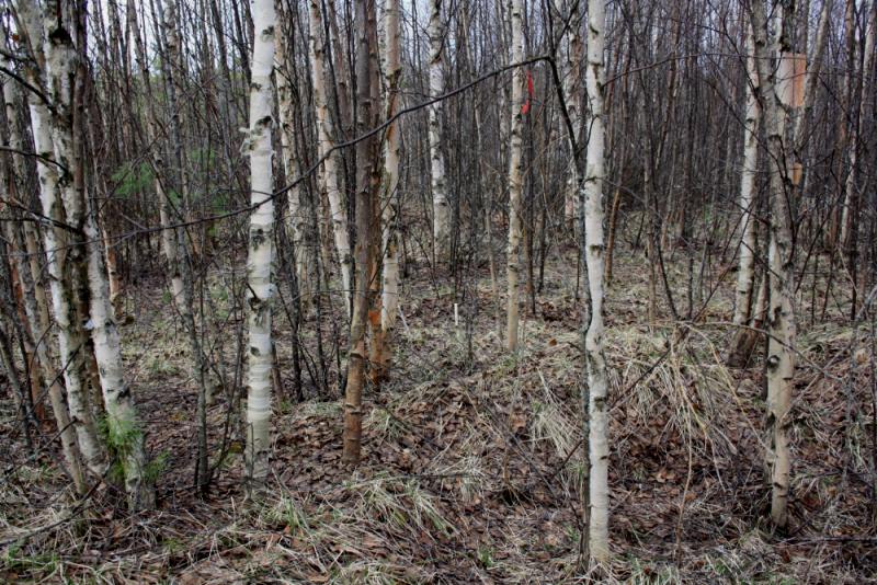 Koemetsikkö M/4 -jäännösturvetta 30 cm, koivun juuret yltänevät aikanaan pohjamaahan -noin v.