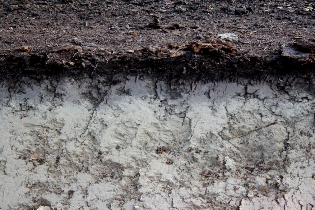 Suonpohjan jäännösturpeen paksuus vaikuttaa puuston syntyyn ja kehitykseen. Puiden juuriston tulisi aikanaan ulottua pohjamaan ravinteisiin.