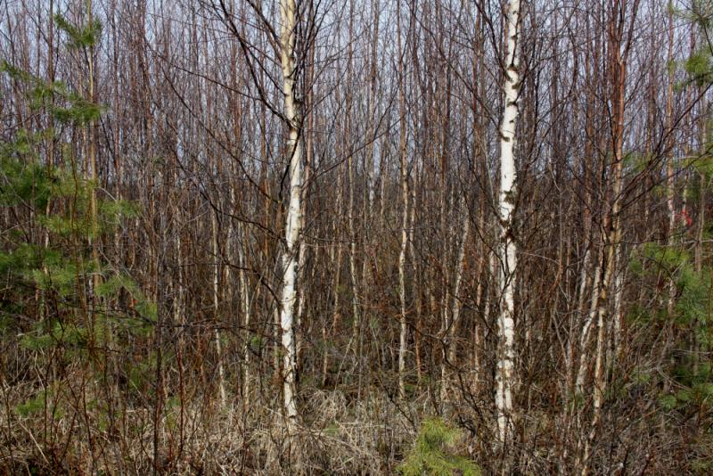 Koemetsikkö N -jäännösturvetta 20 cm, puiden juurilla lienee jo yhteys pohjamaahan? -v.