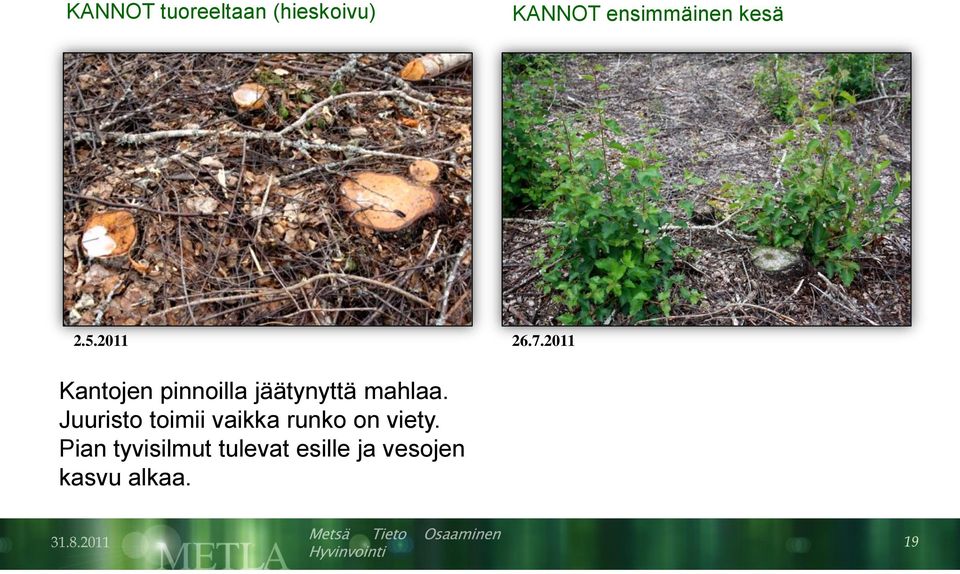 2011 Kantojen pinnoilla jäätynyttä mahlaa.