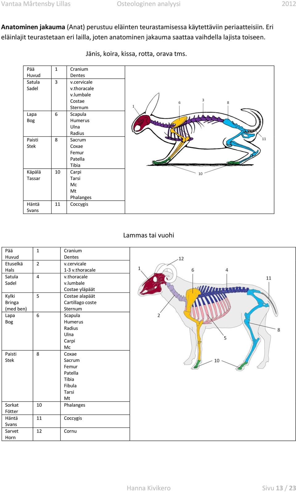 lumbale Costae Sternum 6 Scapula Humerus Ulna Radius 8 Sacrum Coxae Femur Patella Tibia 0 Carpi Tarsi Mc Mt Phalanges Coccygis Lammas tai vuohi Pää Huvud Etuselkä Hals Satula Sadel Kylki Bringa (med