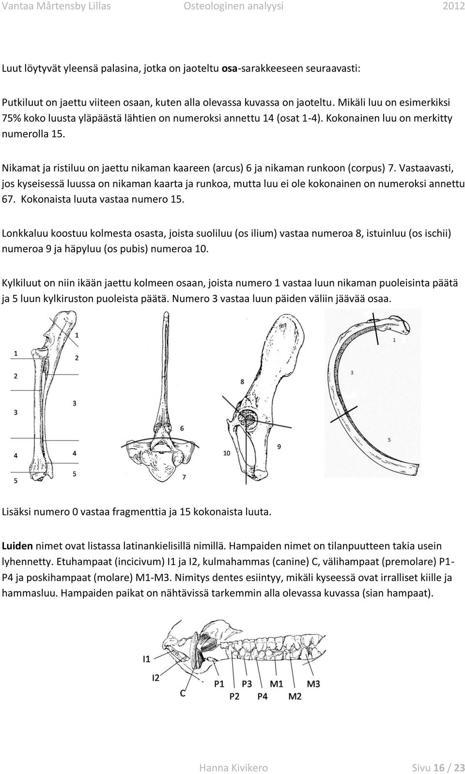 Nikamat ja ristiluu on jaettu nikaman kaareen (arcus) 6 ja nikaman runkoon (corpus) 7.