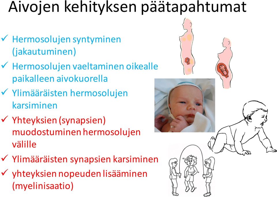 hermosolujen karsiminen ü Yhteyksien (synapsien) muodostuminen hermosolujen