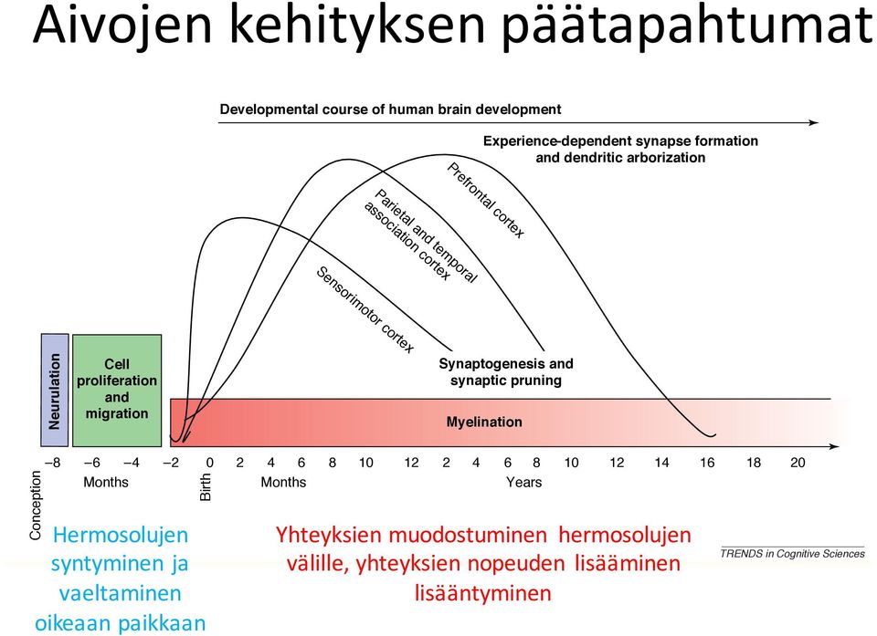 Synaptogenesis and synaptic pruning Myelination Conception 8 6 4 2 0 2 4 6 8 10 12 2 4 6 8 10 12 14 16 18 20 Months Months Years Birth