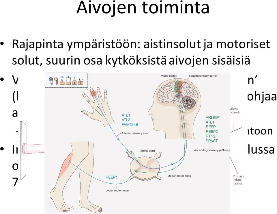 hermoverkon tila ohjaa aistitiedon käsittelyä (top- down) esim.