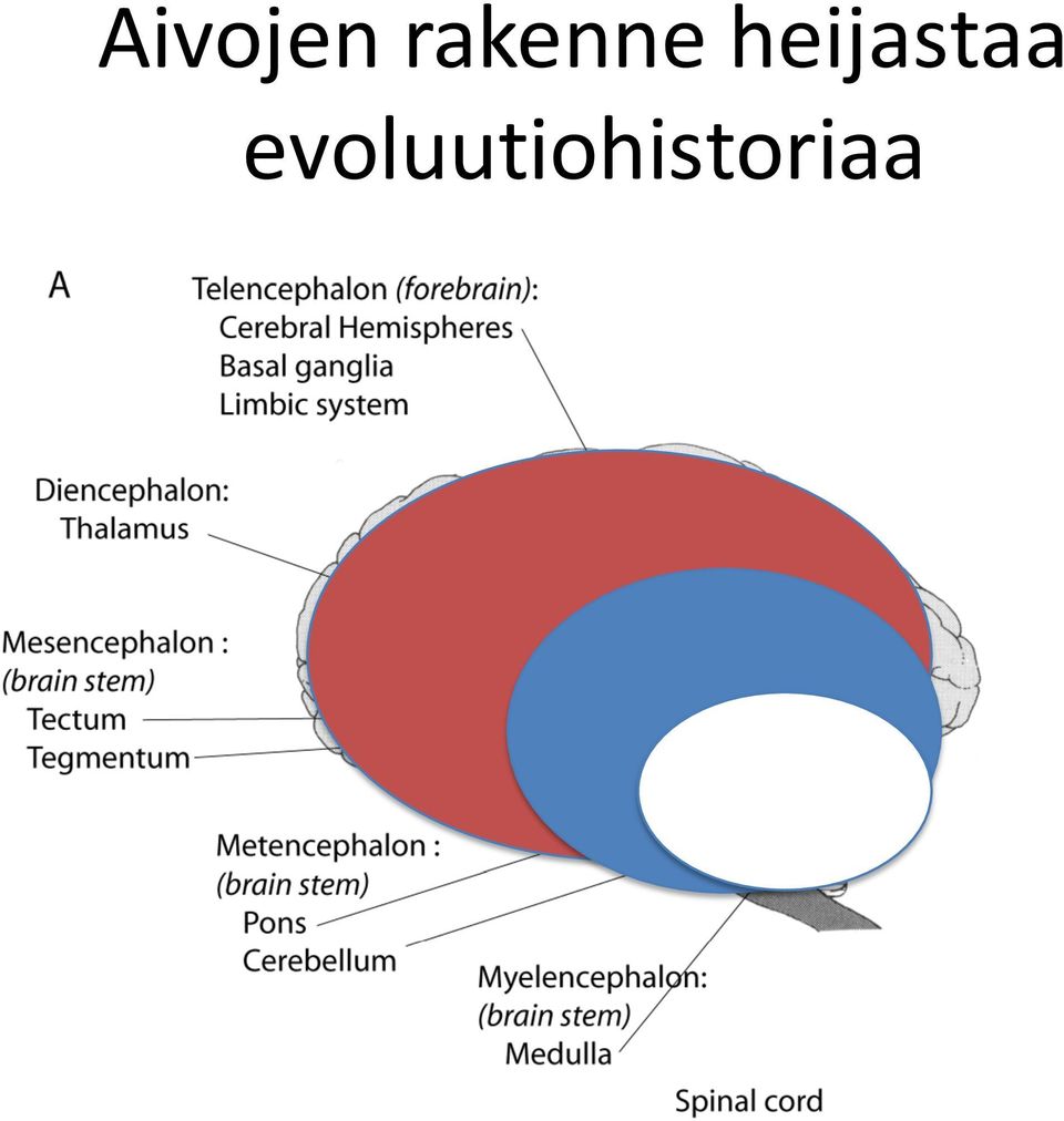 heijastaa