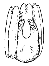 Sadon rakentuminen Åfors et al. (1989) A C E H Q U Y Waddington et al.