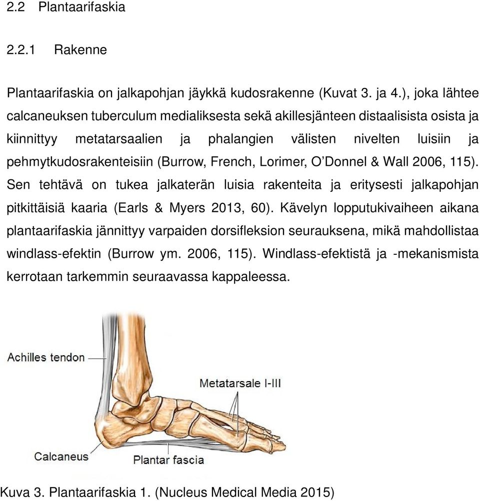 (Burrow, French, Lorimer, O Donnel & Wall 2006, 115). Sen tehtävä on tukea jalkaterän luisia rakenteita ja eritysesti jalkapohjan pitkittäisiä kaaria (Earls & Myers 2013, 60).