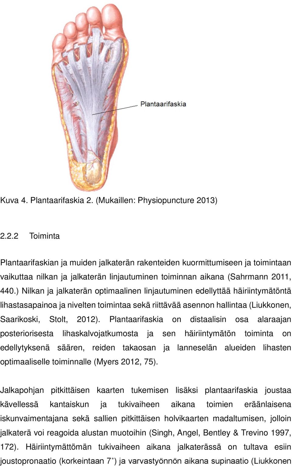 13) 2.2.2 Toiminta Plantaarifaskian ja muiden jalkaterän rakenteiden kuormittumiseen ja toimintaan vaikuttaa nilkan ja jalkaterän linjautuminen toiminnan aikana (Sahrmann 2011, 440.