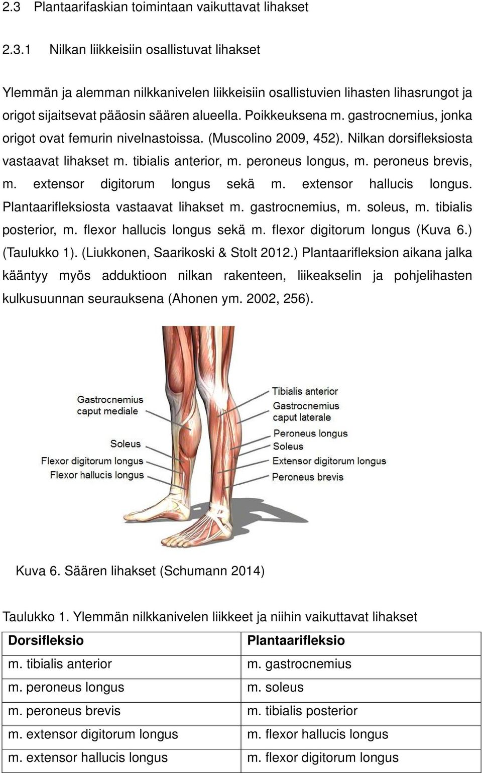 peroneus brevis, m. extensor digitorum longus sekä m. extensor hallucis longus. Plantaarifleksiosta vastaavat lihakset m. gastrocnemius, m. soleus, m. tibialis posterior, m.