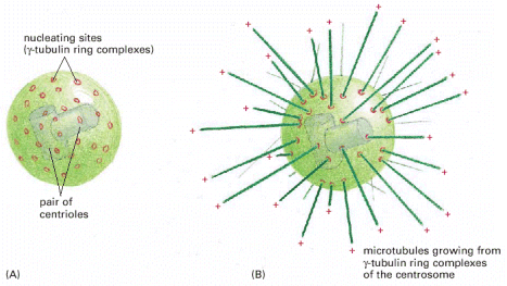 Sentrosomi on MTOC MTOC=