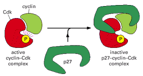 Cdk:n vaimentaminen Sykliinin hajottaminen (degradaatio/ubiquitin) Cdk:n