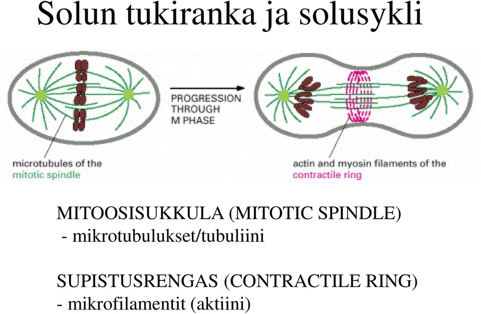 mikrotubulukset/tubuliini
