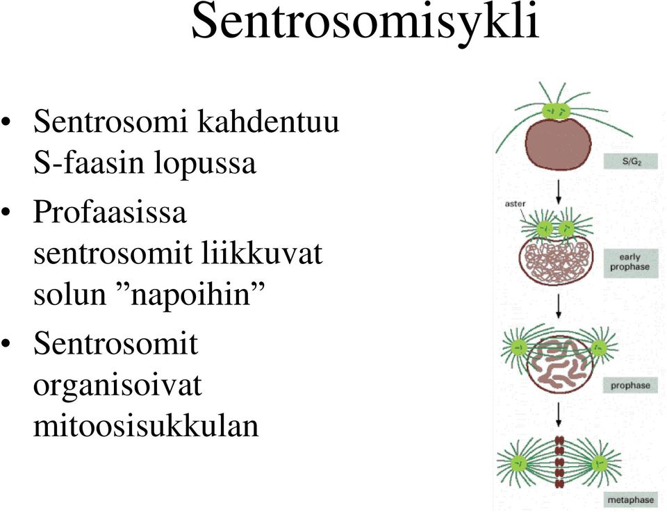 Profaasissa sentrosomit liikkuvat