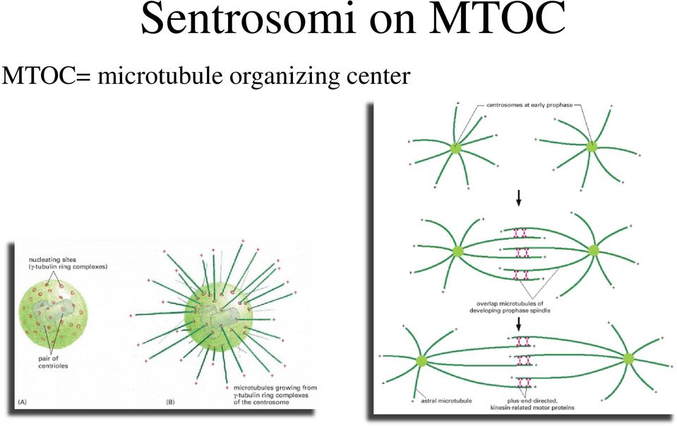 microtubule