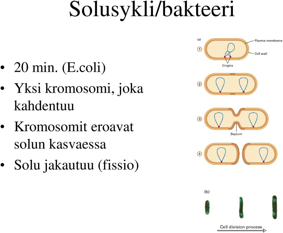 kahdentuu Kromosomit eroavat