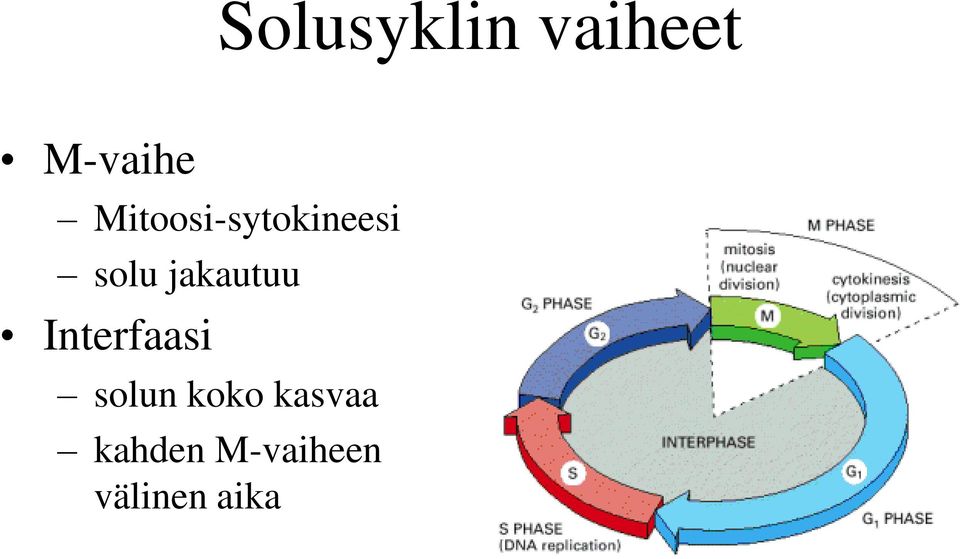 jakautuu Interfaasi solun