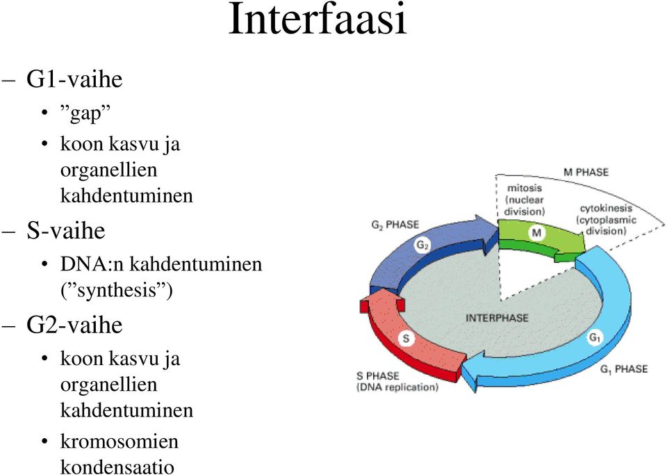 synthesis ) G2-vaihe koon kasvu ja