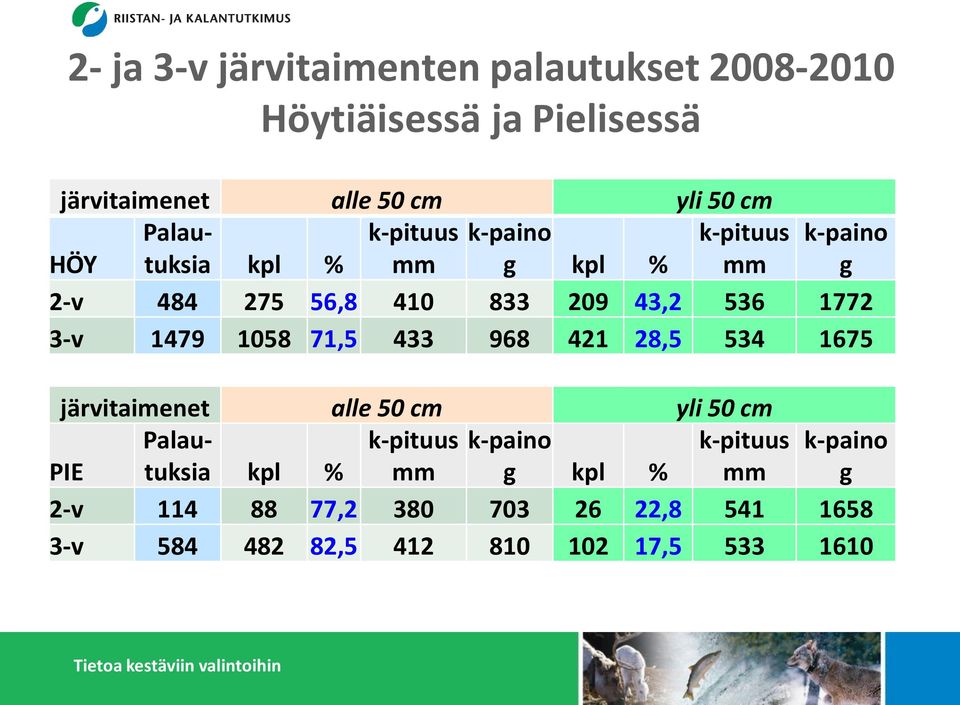 3-v 1479 1058 71,5 433 968 421 28,5 534 1675 järvitaimenet alle 50 cm yli 50 cm Palautuksia k-pituus k-paino