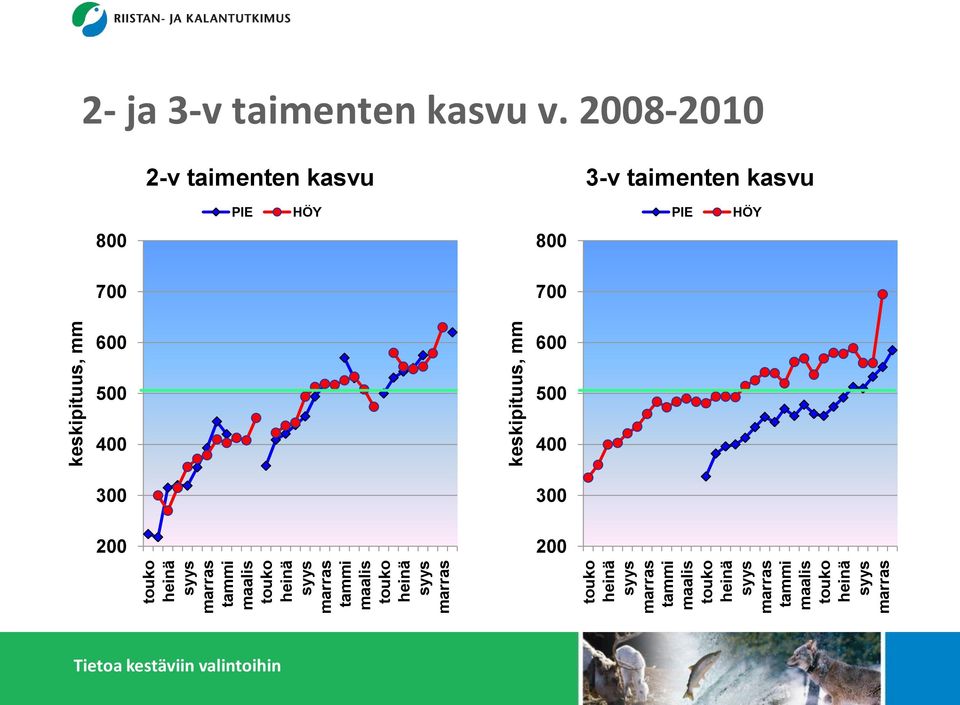 2008-2010 2-v taimenten kasvu 3-v taimenten kasvu PIE HÖY PIE HÖY 800 800 700 700 600 500 400