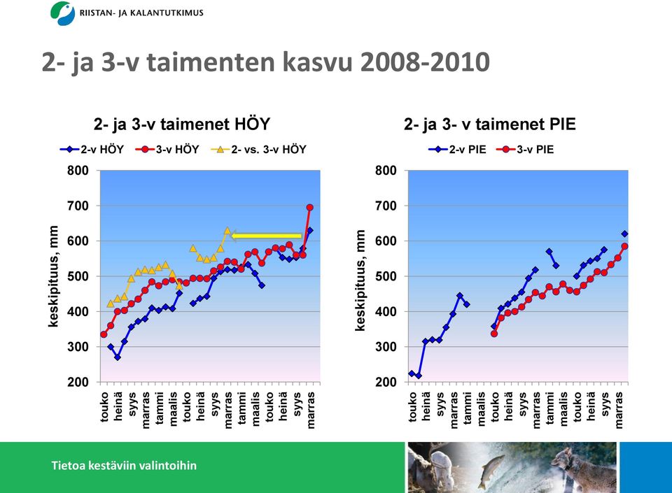 keskipituus, mm keskipituus, mm 2- ja 3-v taimenten kasvu 2008-2010 800 700 2- ja 3-v taimenet HÖY 2-v