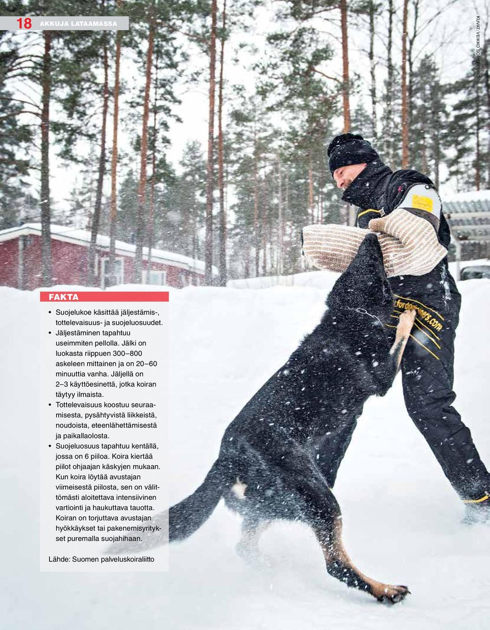 Tottelevaisuus koostuu seuraamisesta, pysähtyvis tä liikkeistä, noudoista, eteenlähet tämisestä ja paikallaolosta. Suojeluosuus tapahtuu kentällä, jossa on 6 piiloa.