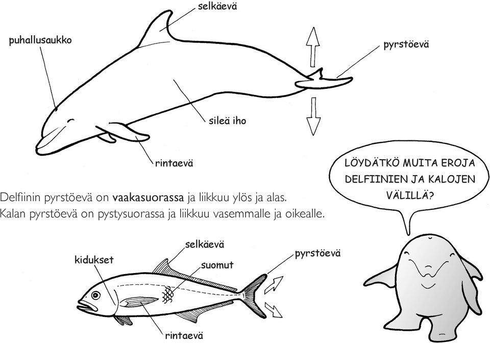 Kalan pyrstöevä on pystysuorassa ja liikkuu vasemmalle ja oikealle.