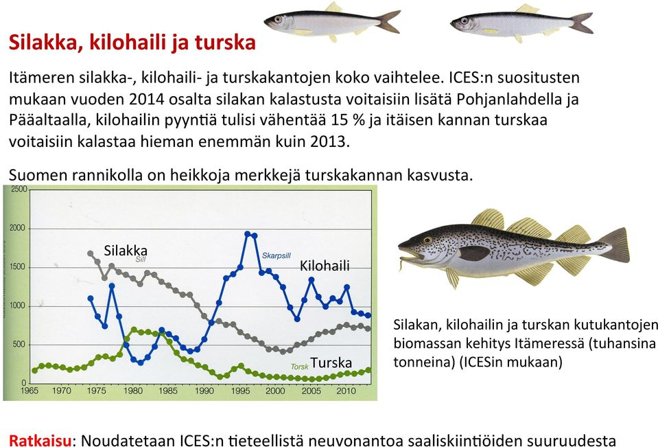 15 % ja itäisen kannan turskaa voitaisiin kalastaa hieman enemmän kuin 2013. Suomen rannikolla on heikkoja merkkejä turskakannan kasvusta.