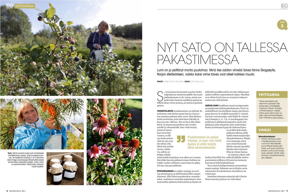 Nämä oranssit marjat ovat mahdollisesti ravinteikkaimpi marjoja, joita Euroopassa kasvaa. Ne sisältävät runsaasti C- ja E-vitamiinia sekä Omega-rasvahappoja!