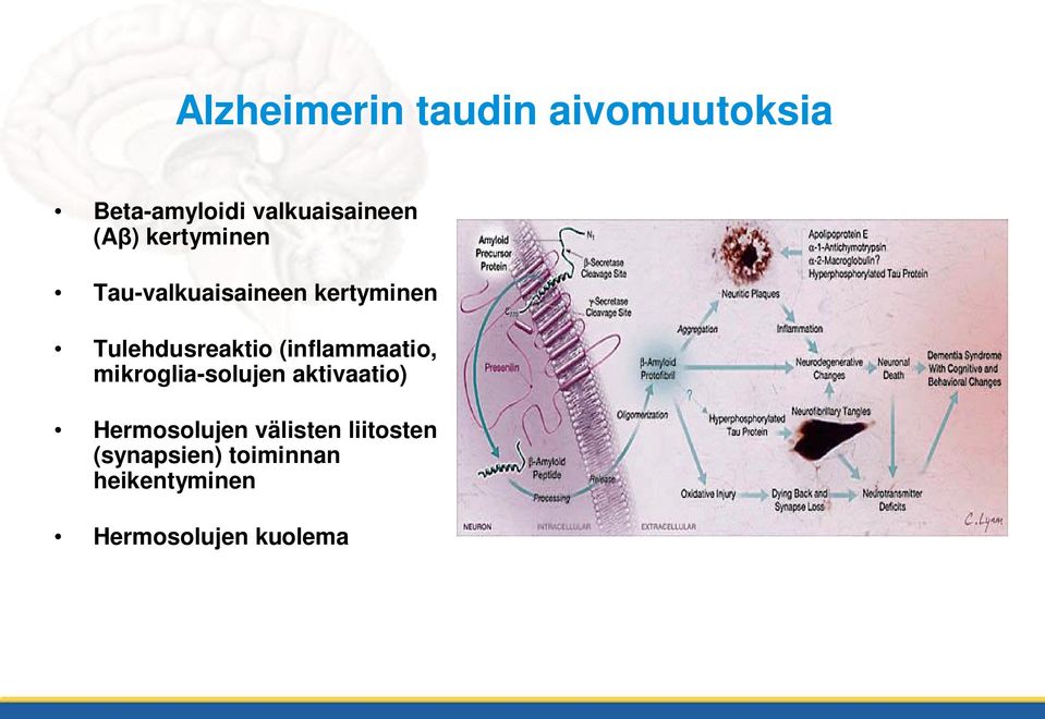 (inflammaatio, mikroglia-solujen aktivaatio) Hermosolujen