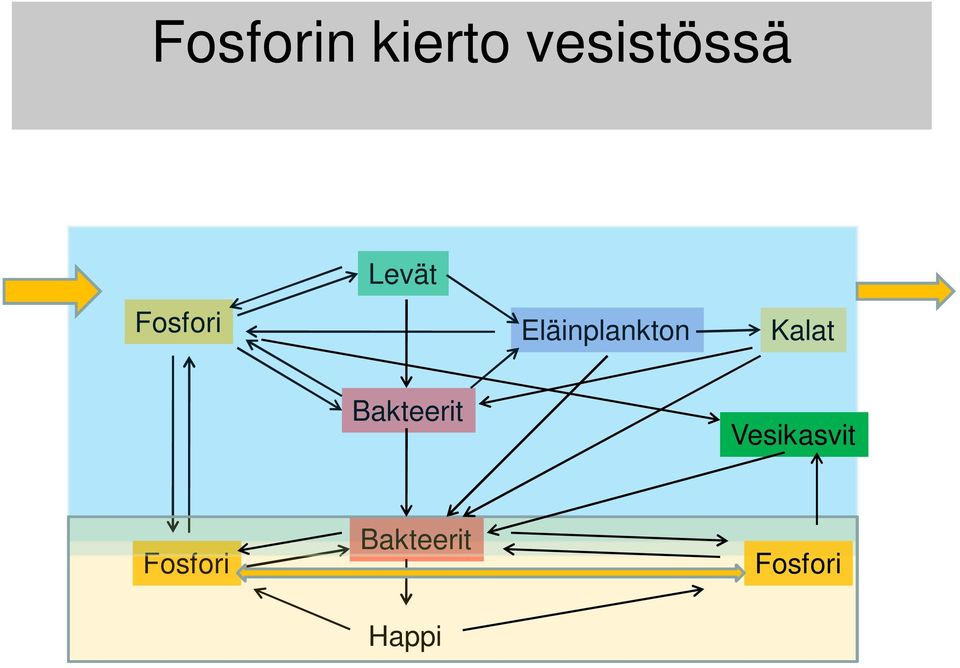 Kalat Bakteerit Vesikasvit