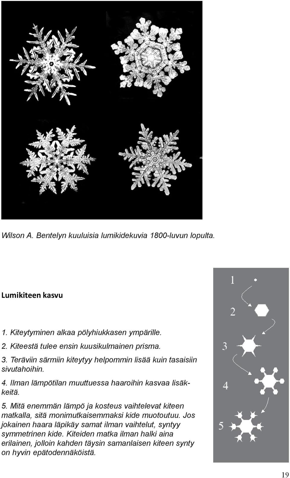 Ilman lämpötilan muuttuessa haaroihin kasvaa lisäkkeitä. 5.