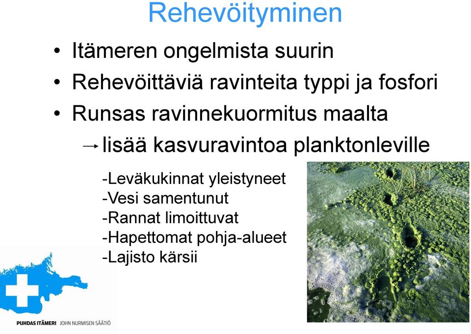 lisää kasvuravintoa planktonleville -Leväkukinnat yleistyneet