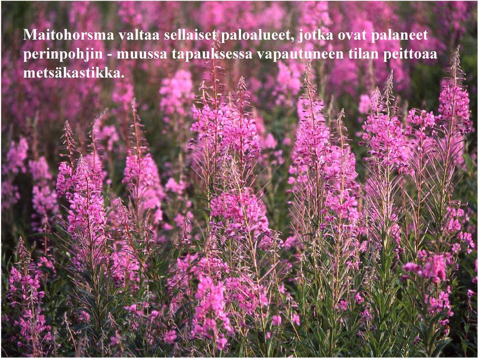 perinpohjin - muussa tapauksessa