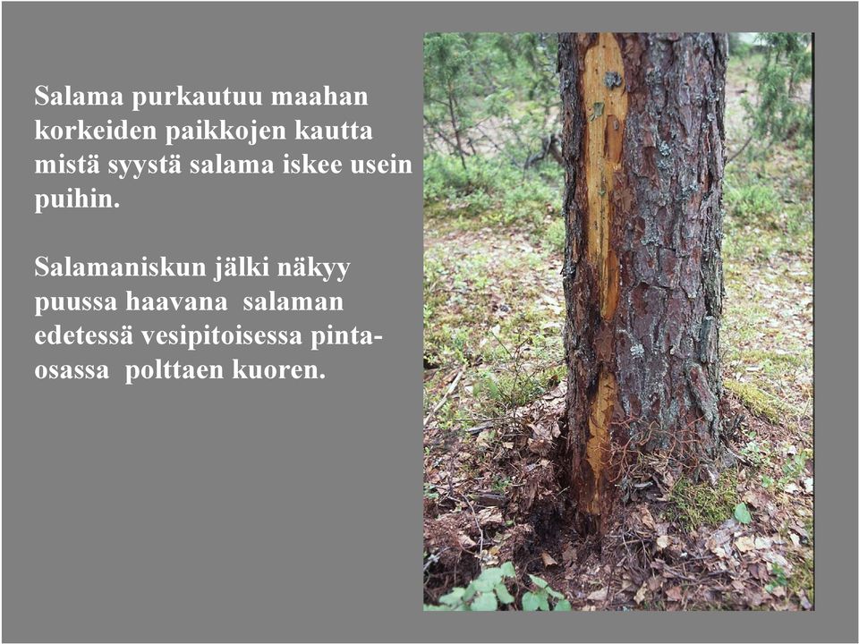 Salamaniskun jälki näkyy puussa haavana salaman
